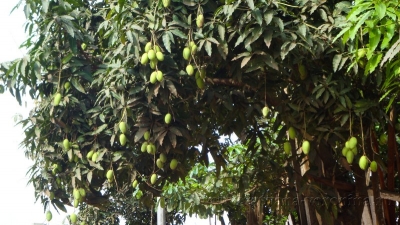Манговое дерево